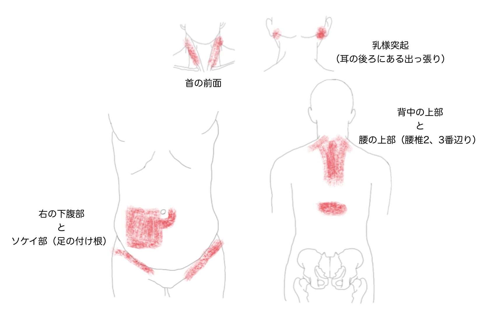 免疫低下と血流の関係